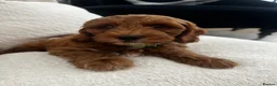 Australian Labradoodle dogs for sale: Absolutely outstanding Australian Labradoodle 🐾 - Advert 3