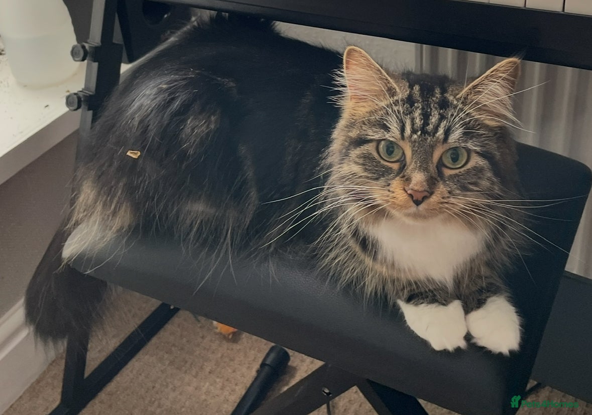 Domestic Shorthair cats Long hair female  - Advert 1