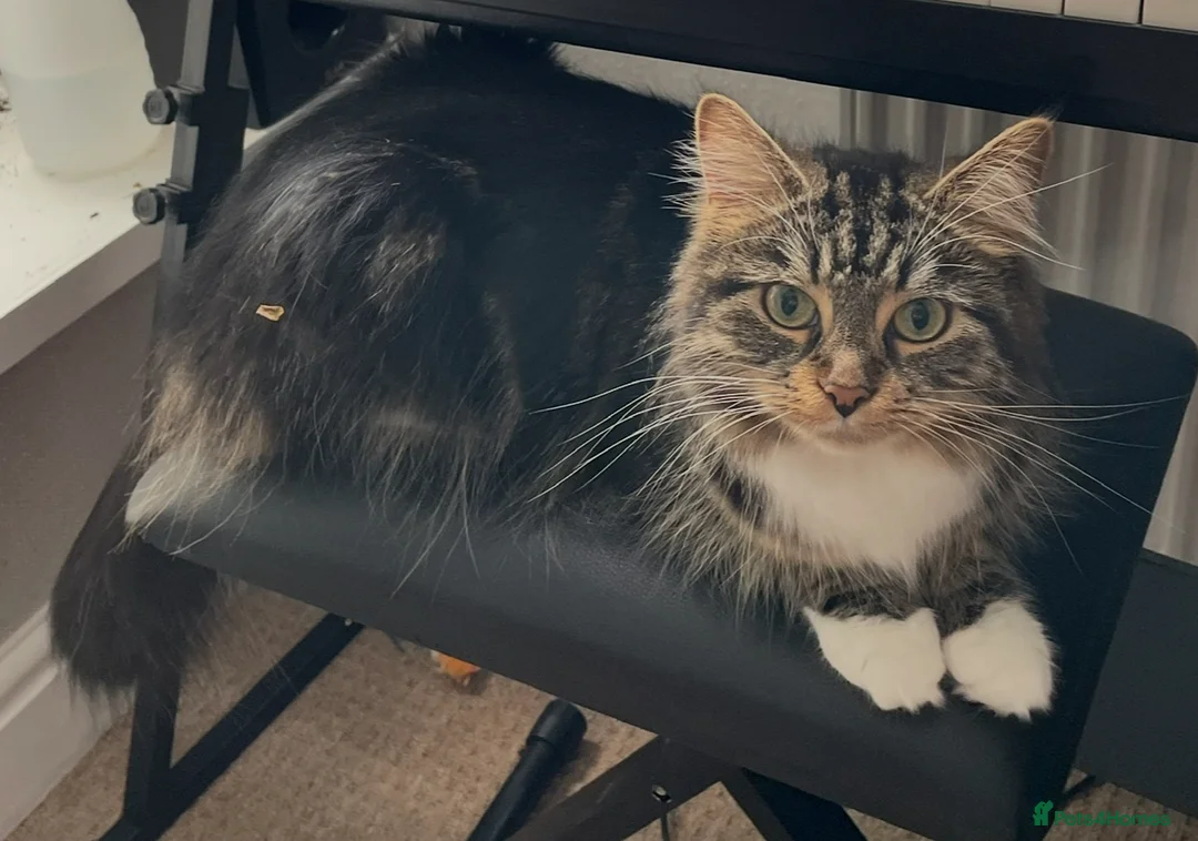 Domestic Shorthair cats for sale: Long hair female  - Advert 1