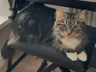 Domestic Shorthair cats Long hair female - Advert 1