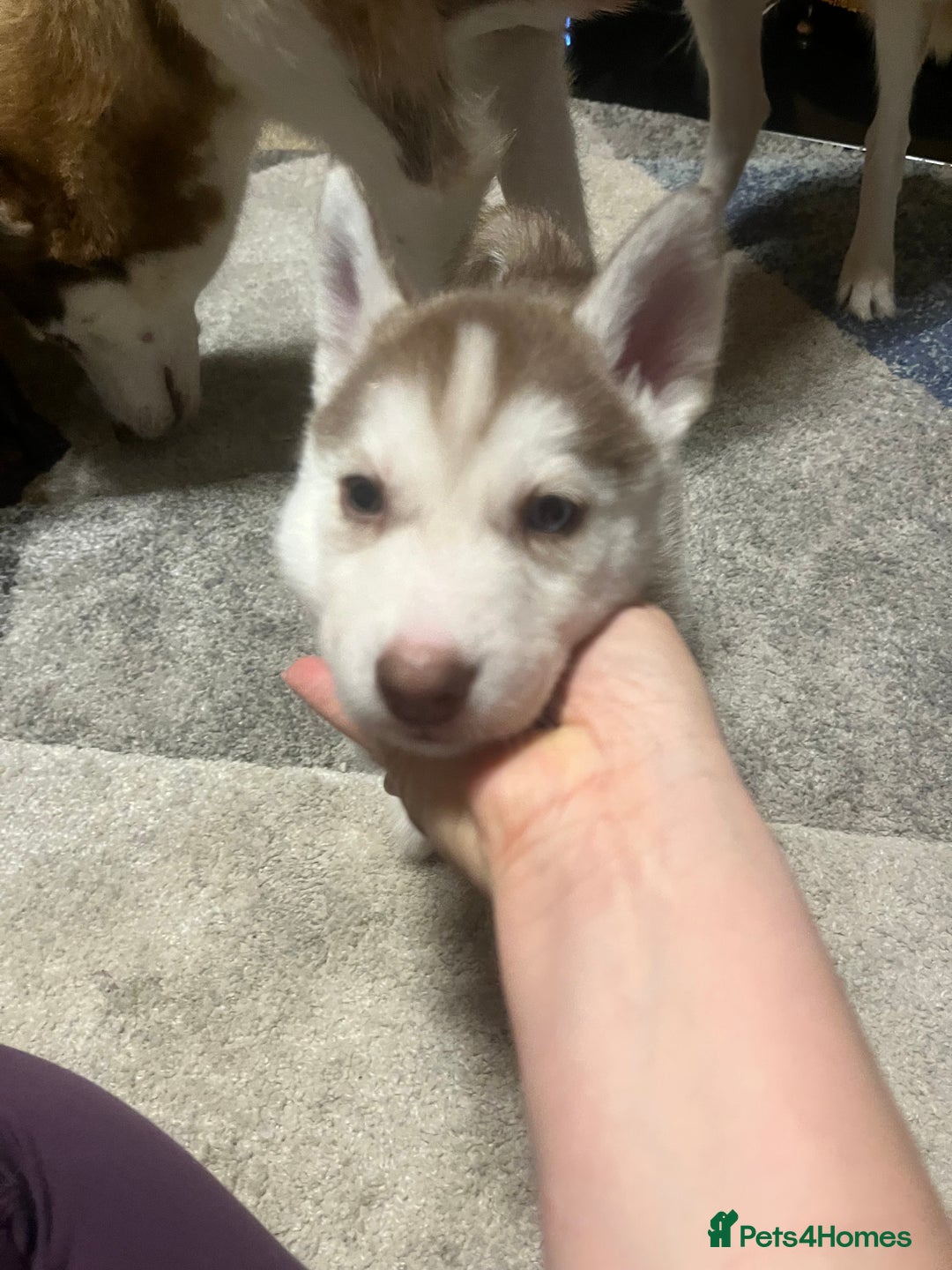 Siberian Husky dogs for sale: Siberian Husky puppies  - Advert 11