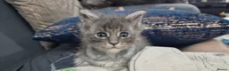 Maine Coon cats for sale: Beautiful Maine Coon kittens - Advert 6