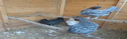 Mixed Breed poultry for sale: Crollwitzer turkey poults/cockerels/pullets - Advert 3