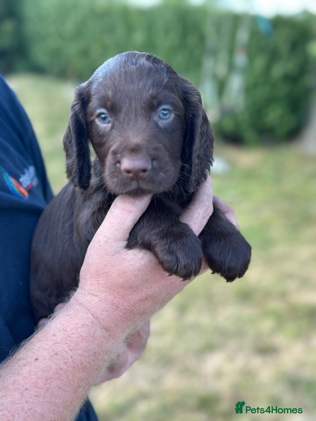 Cocker Spaniel dogs for sale: READY 31st Aug KC Pedigree Working Cocker Puppies - Image 10