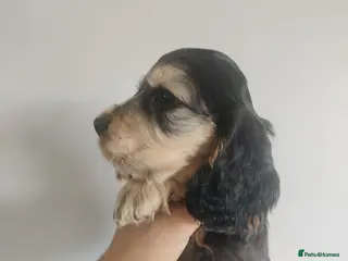 Cocker Spaniel dogs KC Registered Show Type Cocker Spaniels - Advert 15