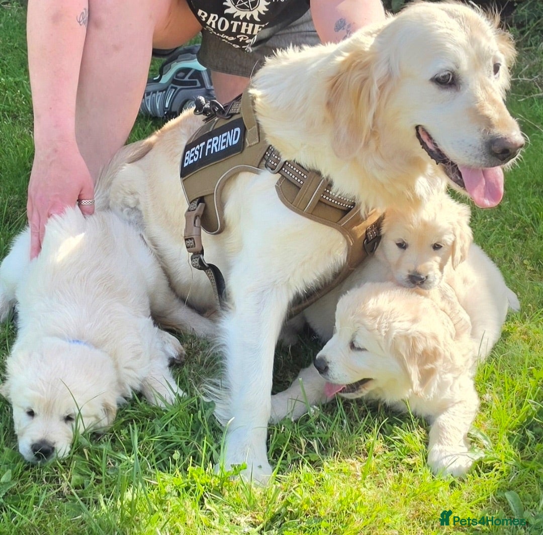 Golden Retriever dogs Gorgeously Massive Golden Retriever  - Advert 1