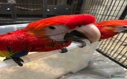 Macaws birds for sale: Hand Reared Baby Scarlett Macaws  - Image 5
