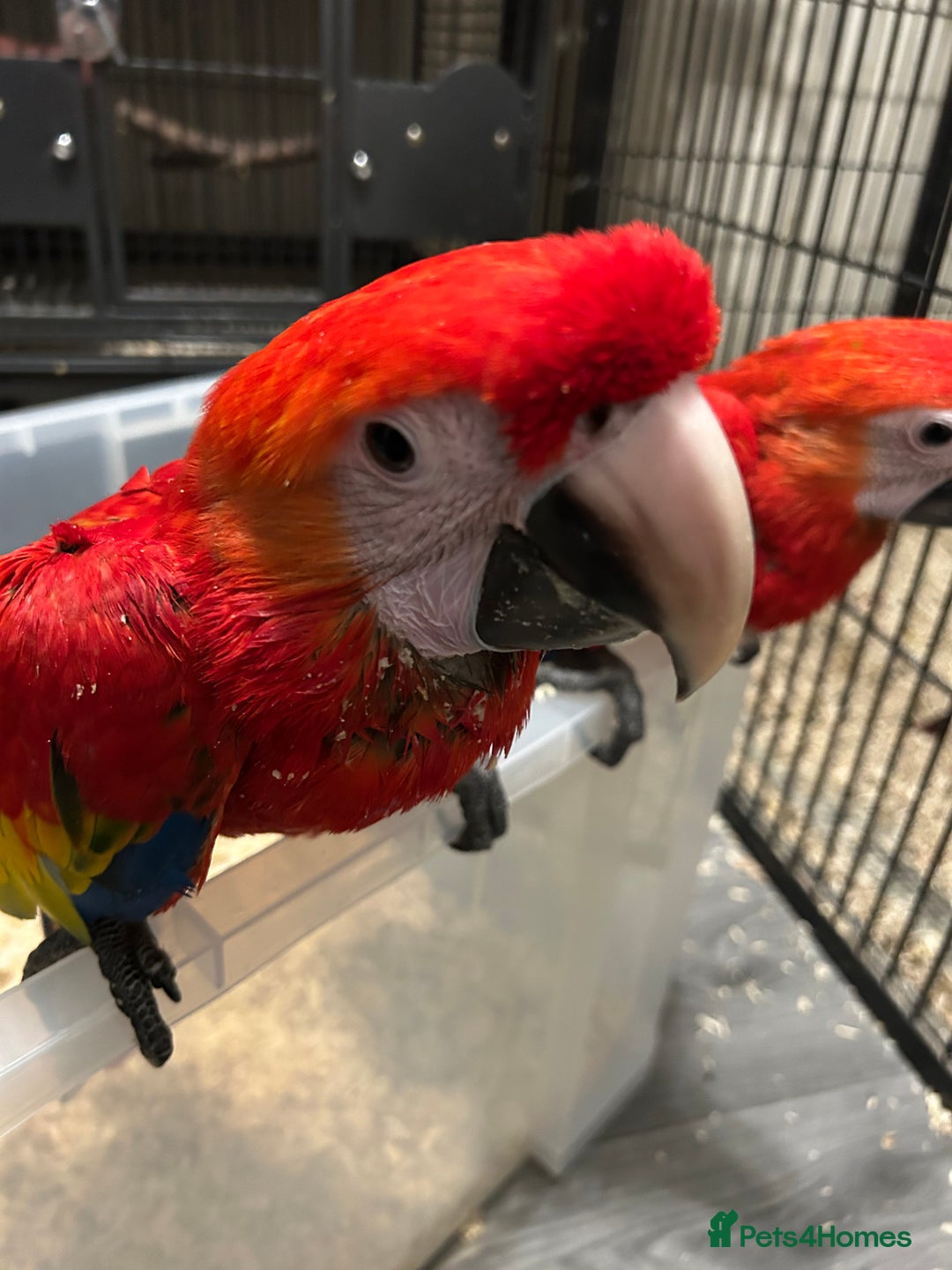 Macaws birds for sale: Hand Reared Baby Scarlett Macaws  - Image 5