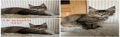 Maine Coon 6