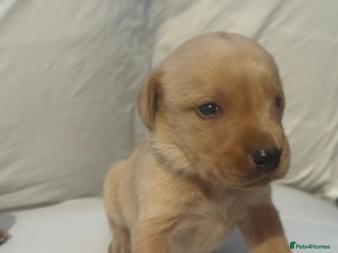 Labrador Retriever dogs for sale: KC registered Labrador puppies - Image 12