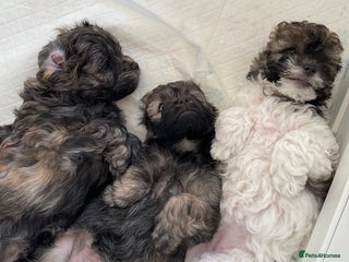 Mixed Breed dogs 3 Beautiful Shih Tzu x Toy poodle - Advert 16