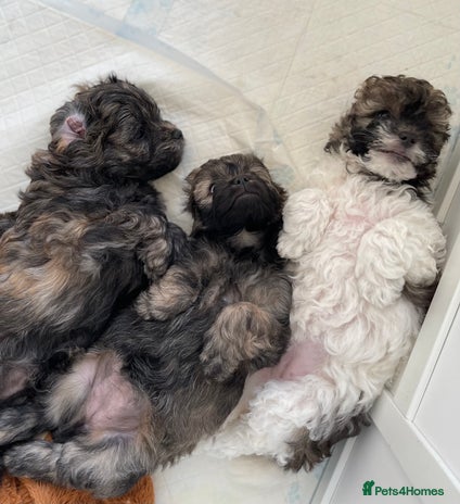 Mixed Breed dogs 3 Beautiful Shih Tzu x Toy poodle - Advert 16