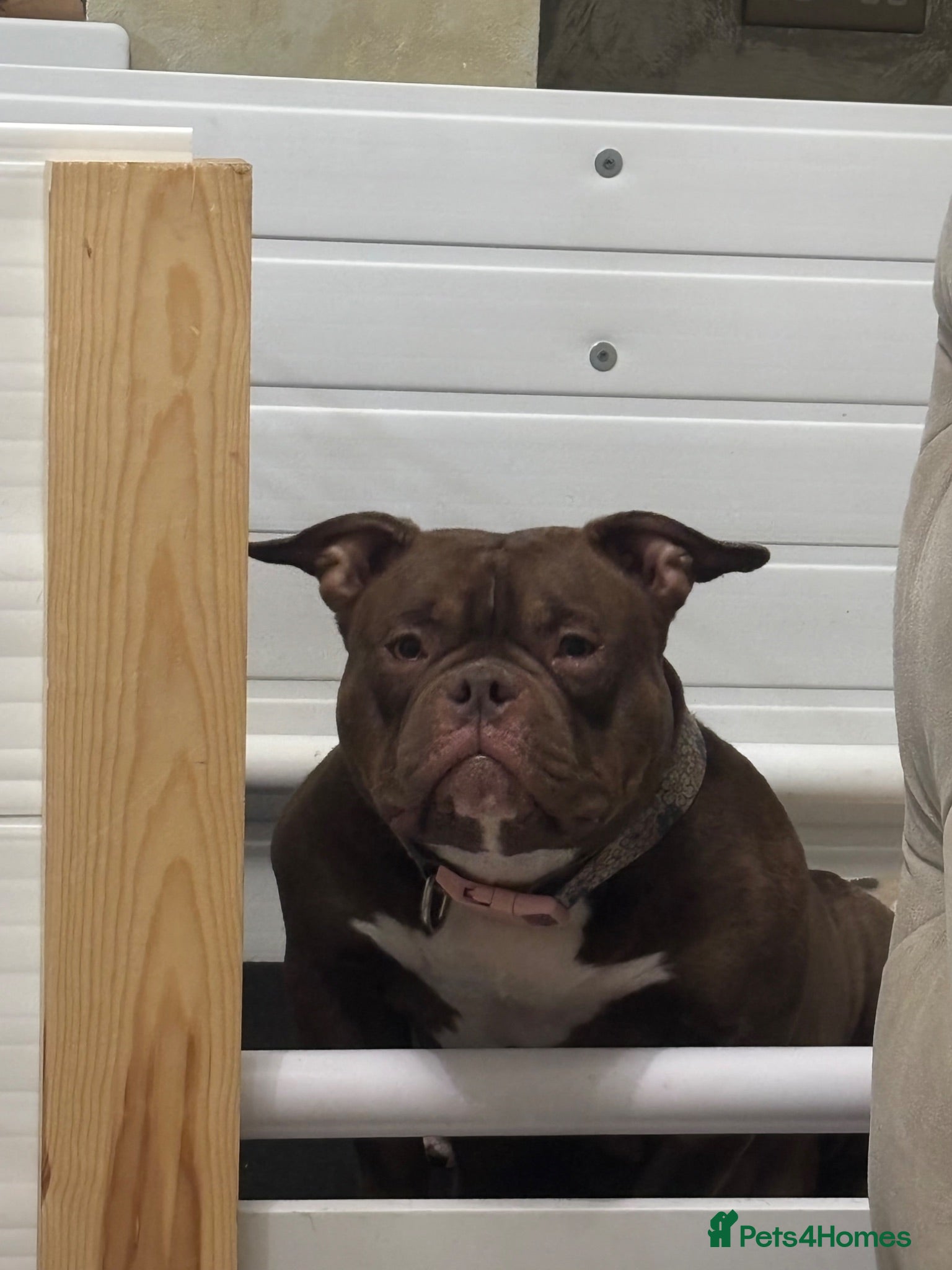 American Bully dogs Pocket bully pups for sale  - Advert 13