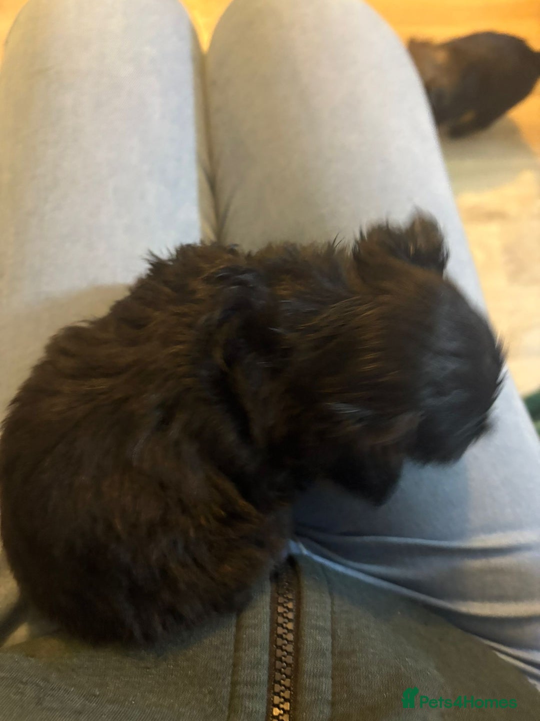 Mixed Breed dogs for sale: adorable puppies are now ready for new homes - Advert 3