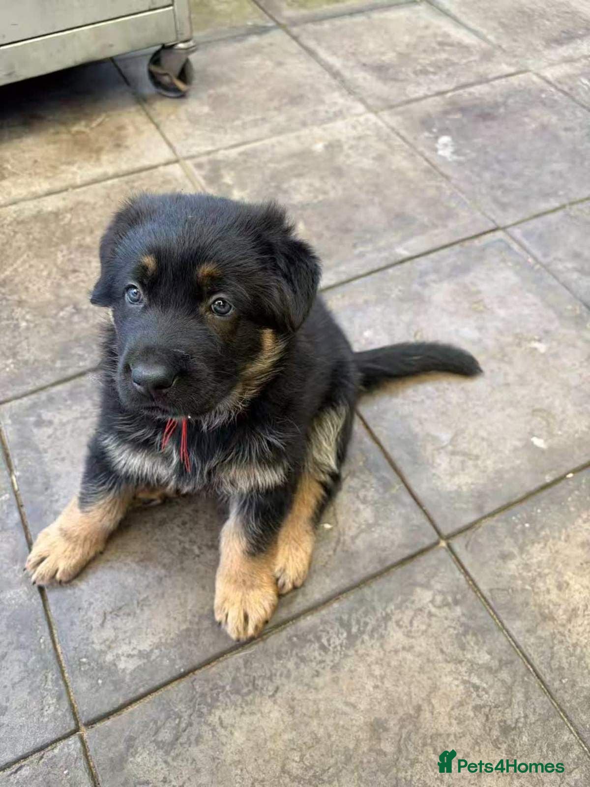 German Shepherd dogs German shepherd puppies available - Advert 3