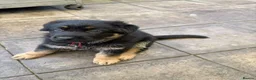 German Shepherd dogs for sale: German shepherd puppies available in Plymouth - Advert 1