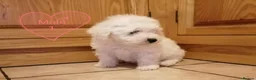 Bichon Frise dogs for sale: Bichon Frise Puppies in Llandysul - Advert 14
