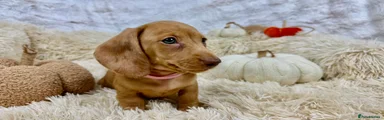 Dachshund 6