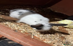 English Lop rabbits for sale: Lop rabbits  - Image 1