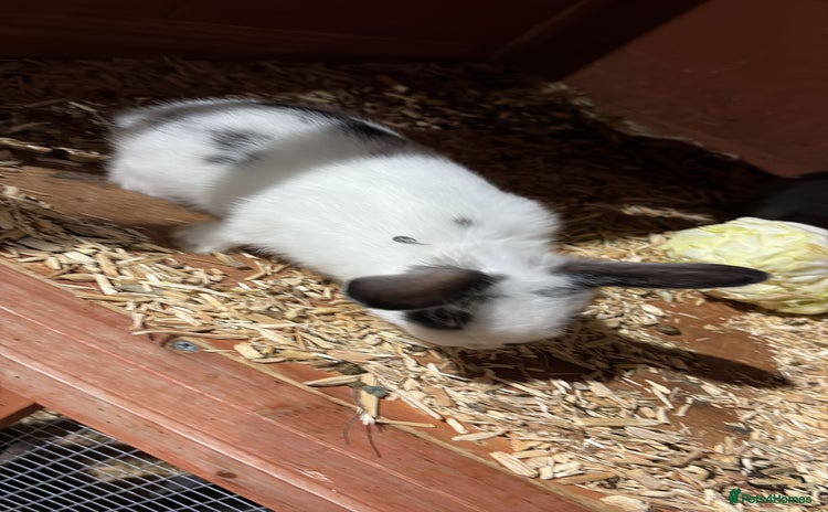 English Lop rabbits - Advert 1