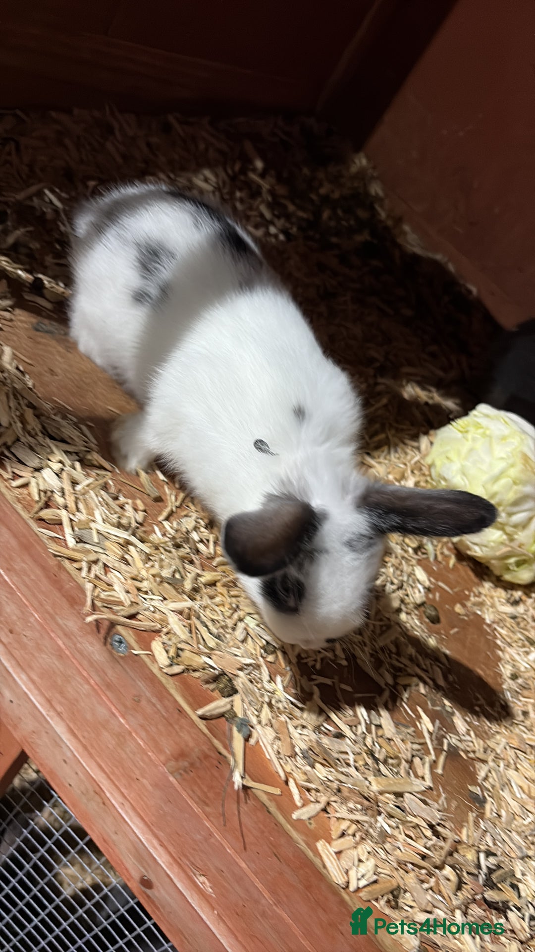 English Lop rabbits for sale: Lop rabbits  - Image 1