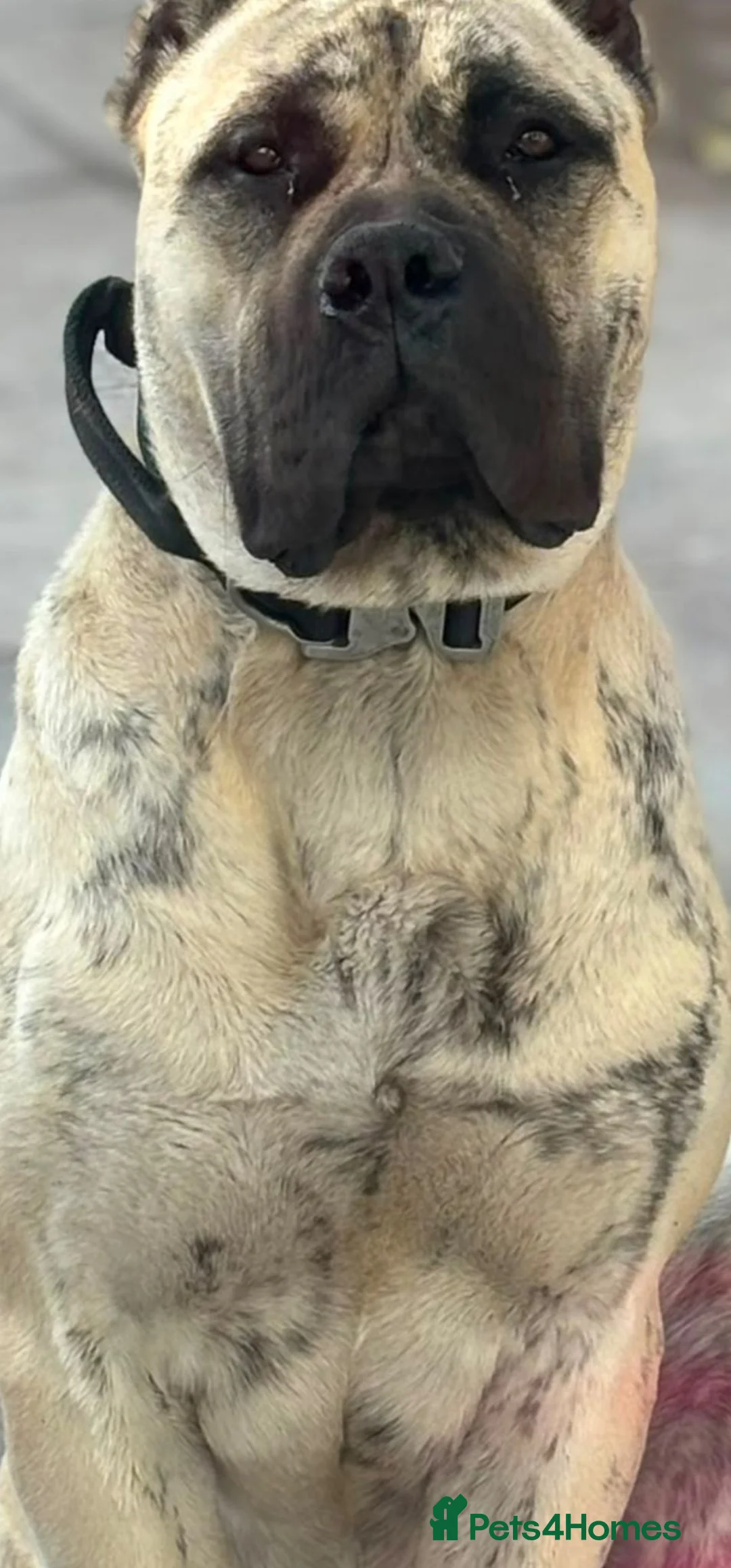 Presa Canario dogs for sale: Presa canario puppies in Solihull - Advert 13