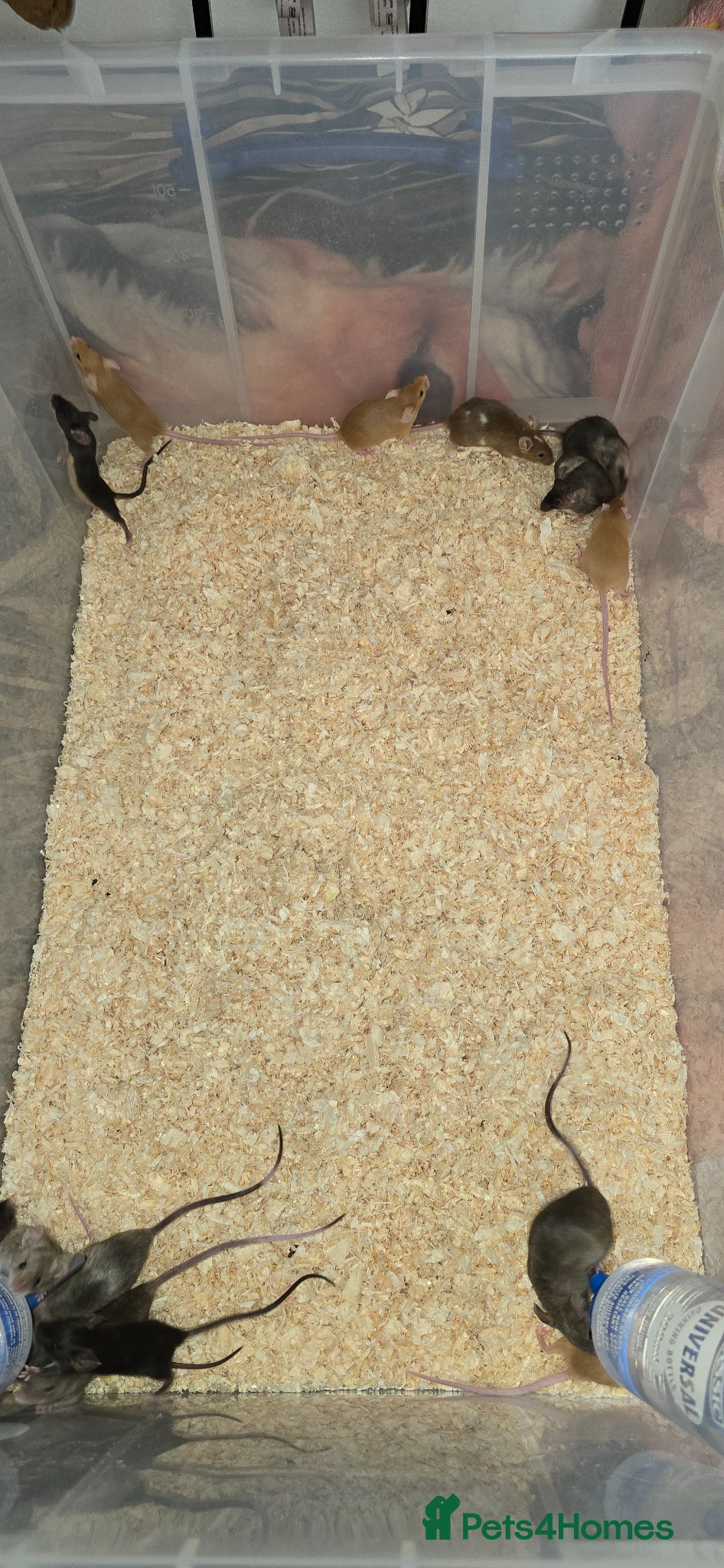 Mouse rodents Baby Fancy Mice, Mostly Female  - Advert 8