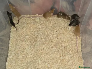 Mouse rodents Baby Fancy Mice, Mostly Female - Advert 8