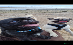 Pug dogs for stud: Fluffy pug for Stud - Image 7