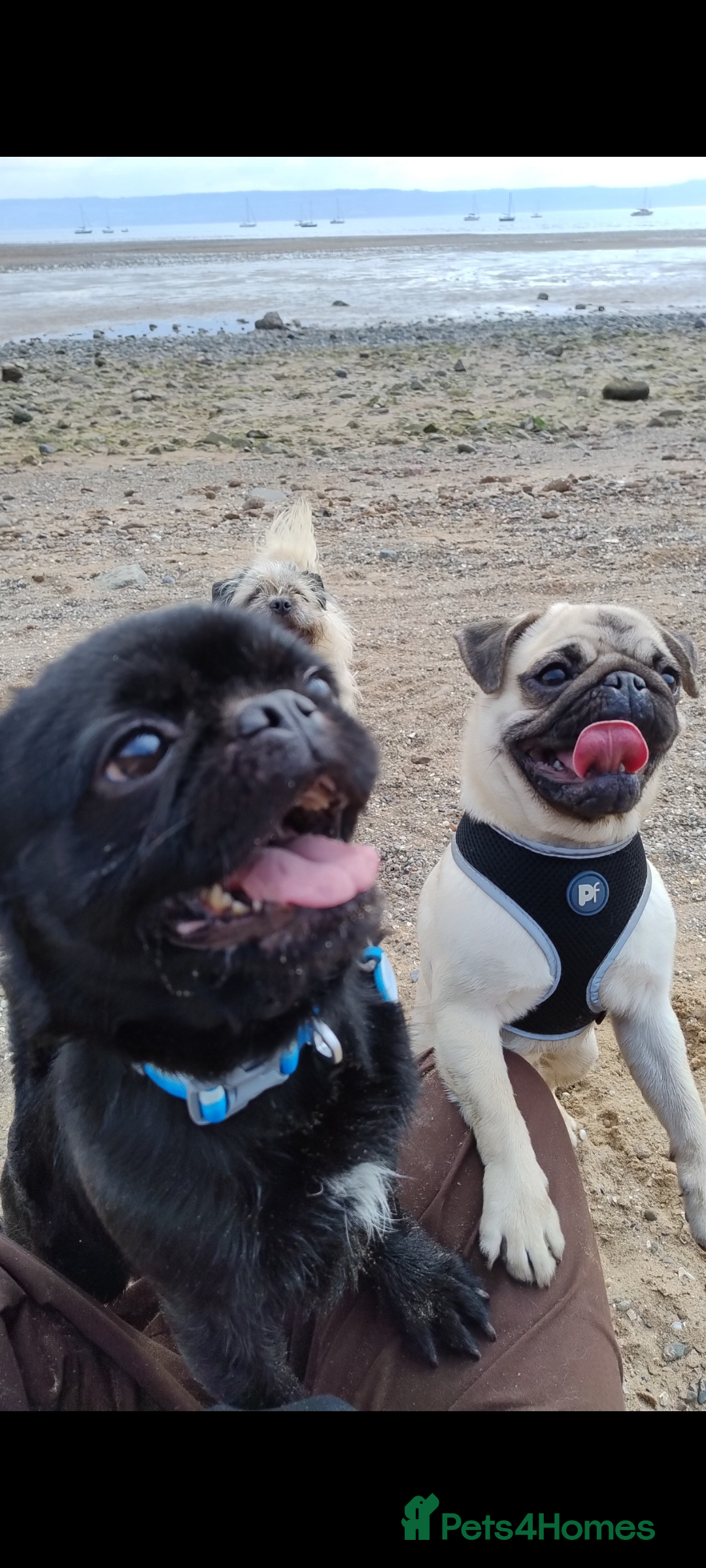 Pug dogs for stud: Fluffy pug for Stud - Image 7