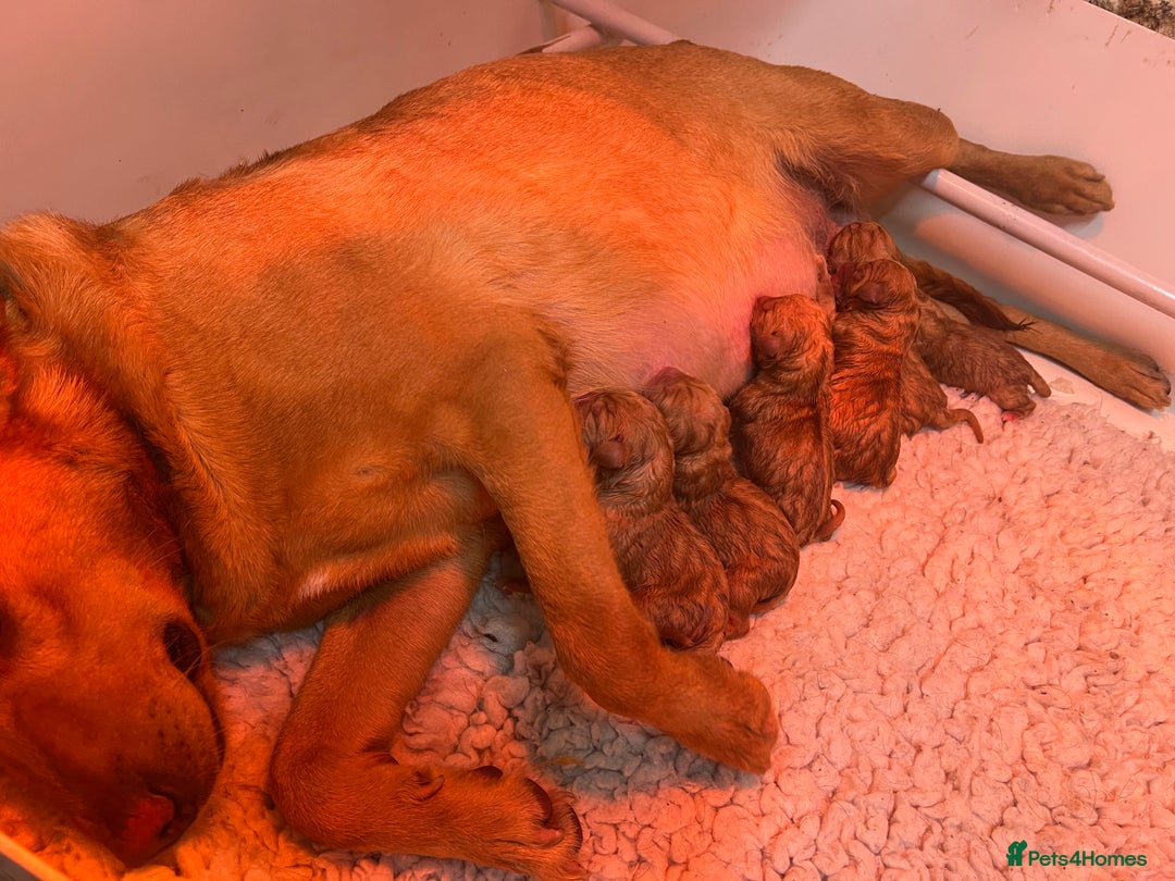 Labrador Retriever dogs for sale: Kc reg fox red Labradors  - Advert 19