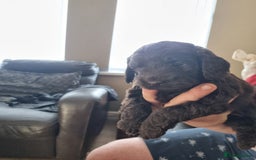 Sproodle dogs for sale: F1 health tested sproodle puppies  in Kidderminster - Image 7