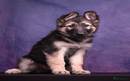 German Shepherd dogs for sale: KC German Shepherd Pups in Newark - Image 11