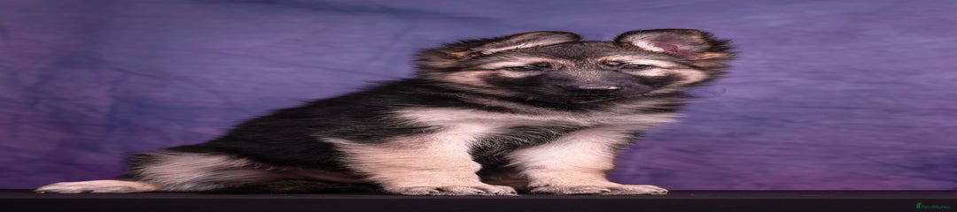 Purple Collar