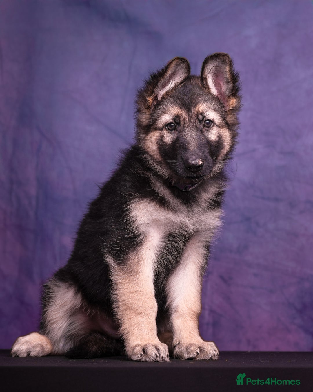 German Shepherd dogs for sale: KC German Shepherd Pups in Newark - Image 11
