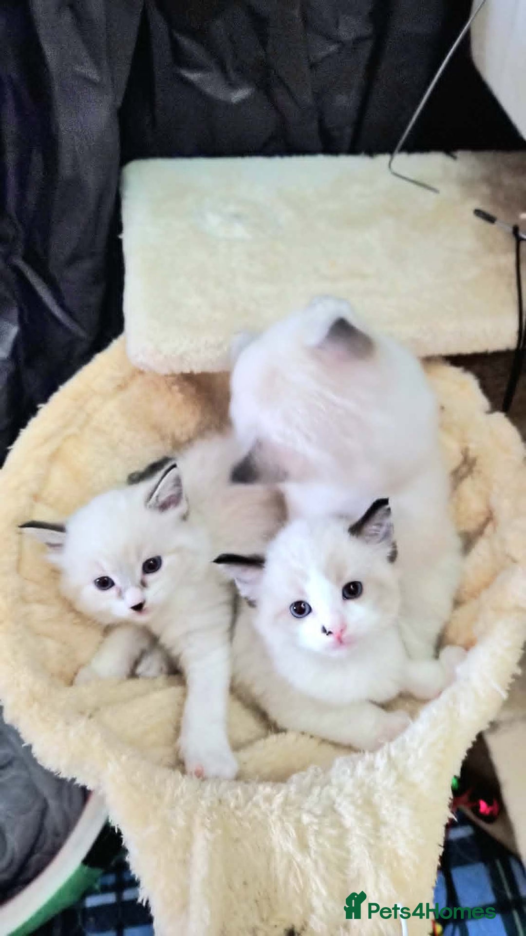 Ragdoll cats for sale: Ragdoll kittens - Advert 2