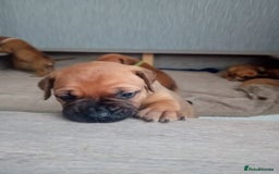 Mixed Breed dogs for sale: Bullmastiff X Puppies - Image 21