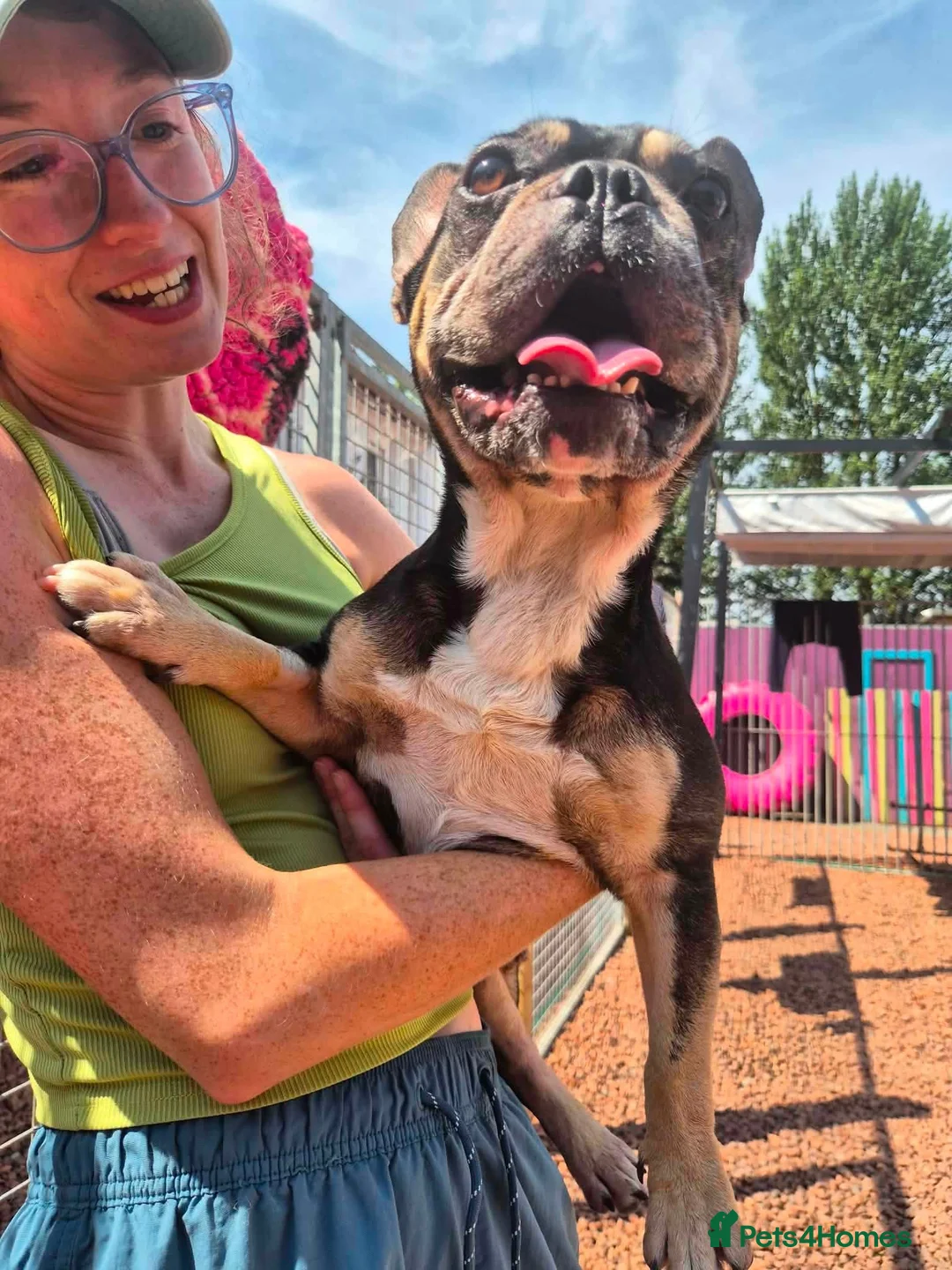 French Bulldog dogs for adoption: Ted - In Ayr Looking for a home  - Advert 9