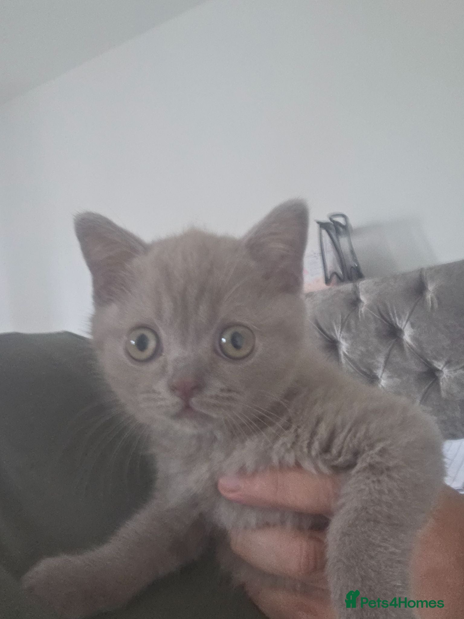 British Shorthair cats One male kitten  - Advert 1