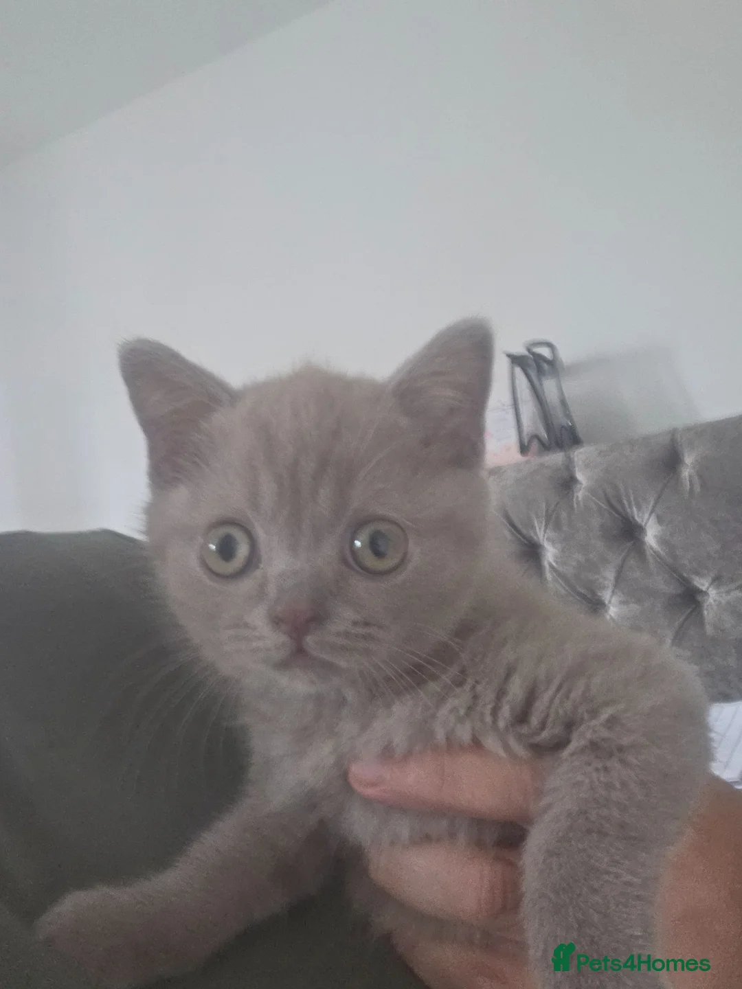British Shorthair cats for sale: One male kitten  - Advert 1
