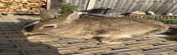 Netherland Dwarf rabbits for sale: 2 Pretty Netherlands dwarf sisters. - Advert 12