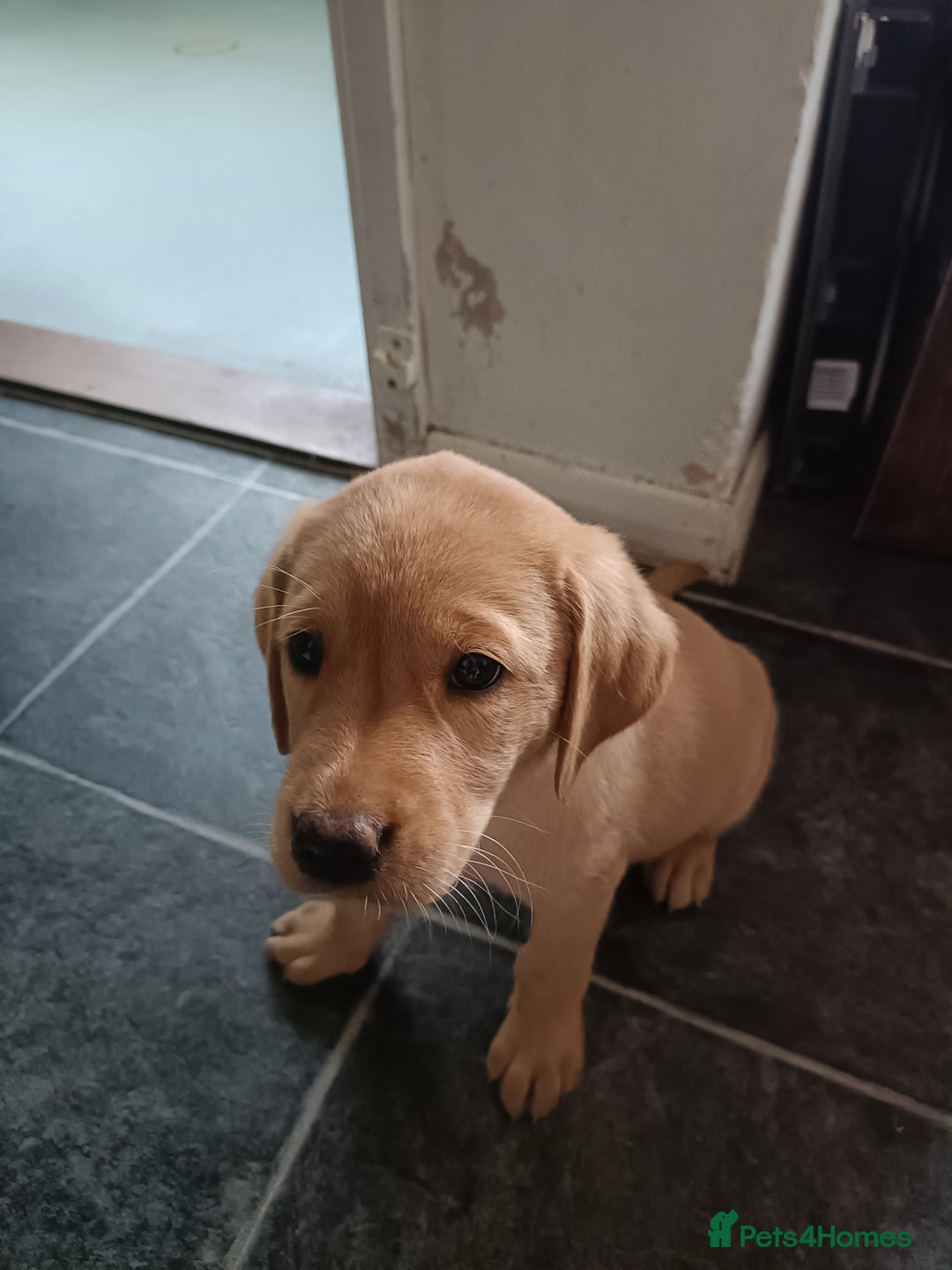 Labrador Retriever dogs for sale: Fox Red Labrador puppies  - Image 5