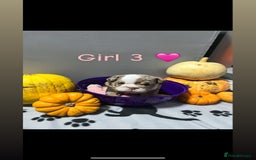 English Bulldog dogs for sale: 🐶 KC Registered English Bulldog Puppies 🐶 - Image 29