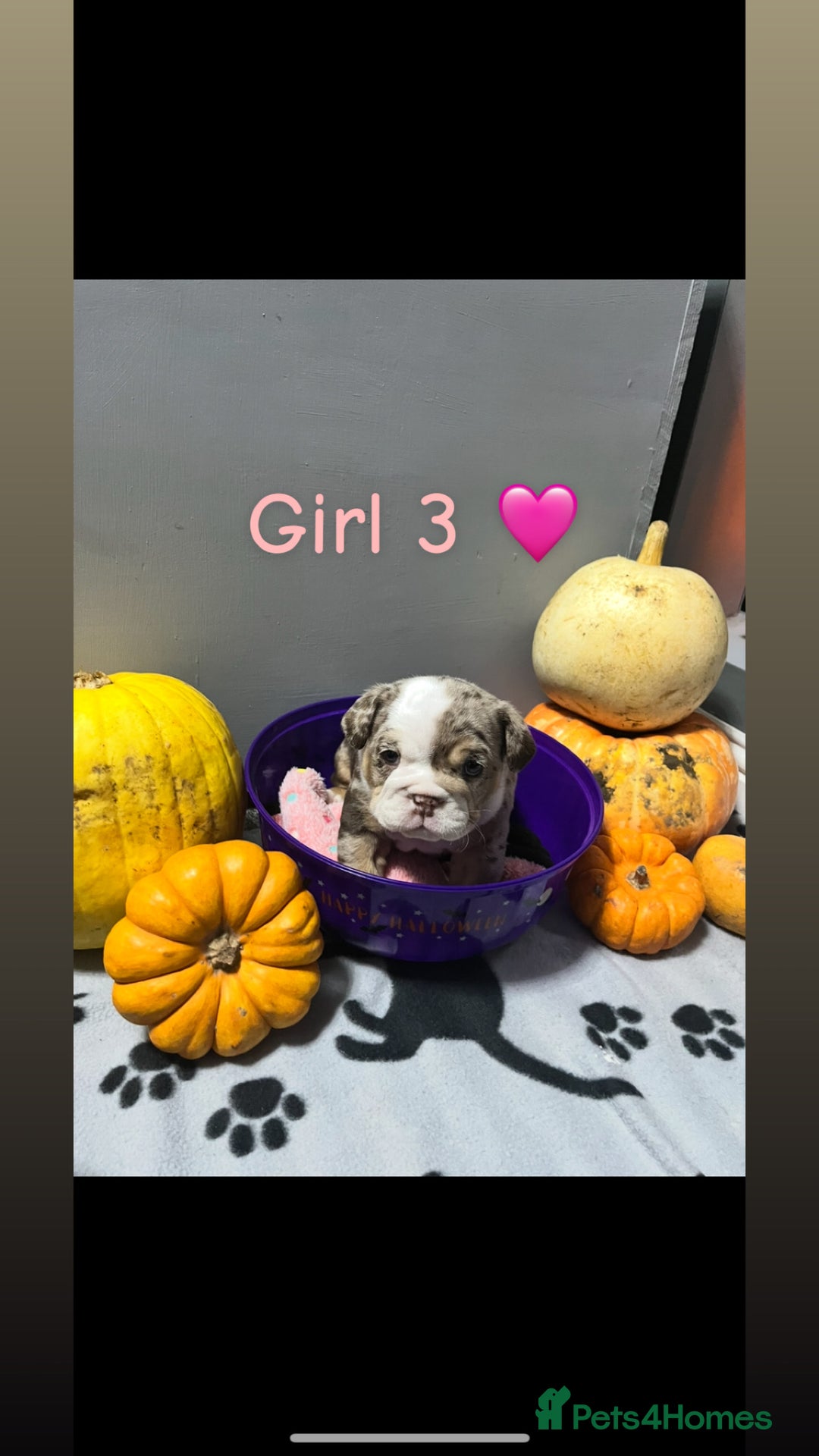 English Bulldog dogs for sale: 🐶 KC Registered English Bulldog Puppies 🐶 - Image 29