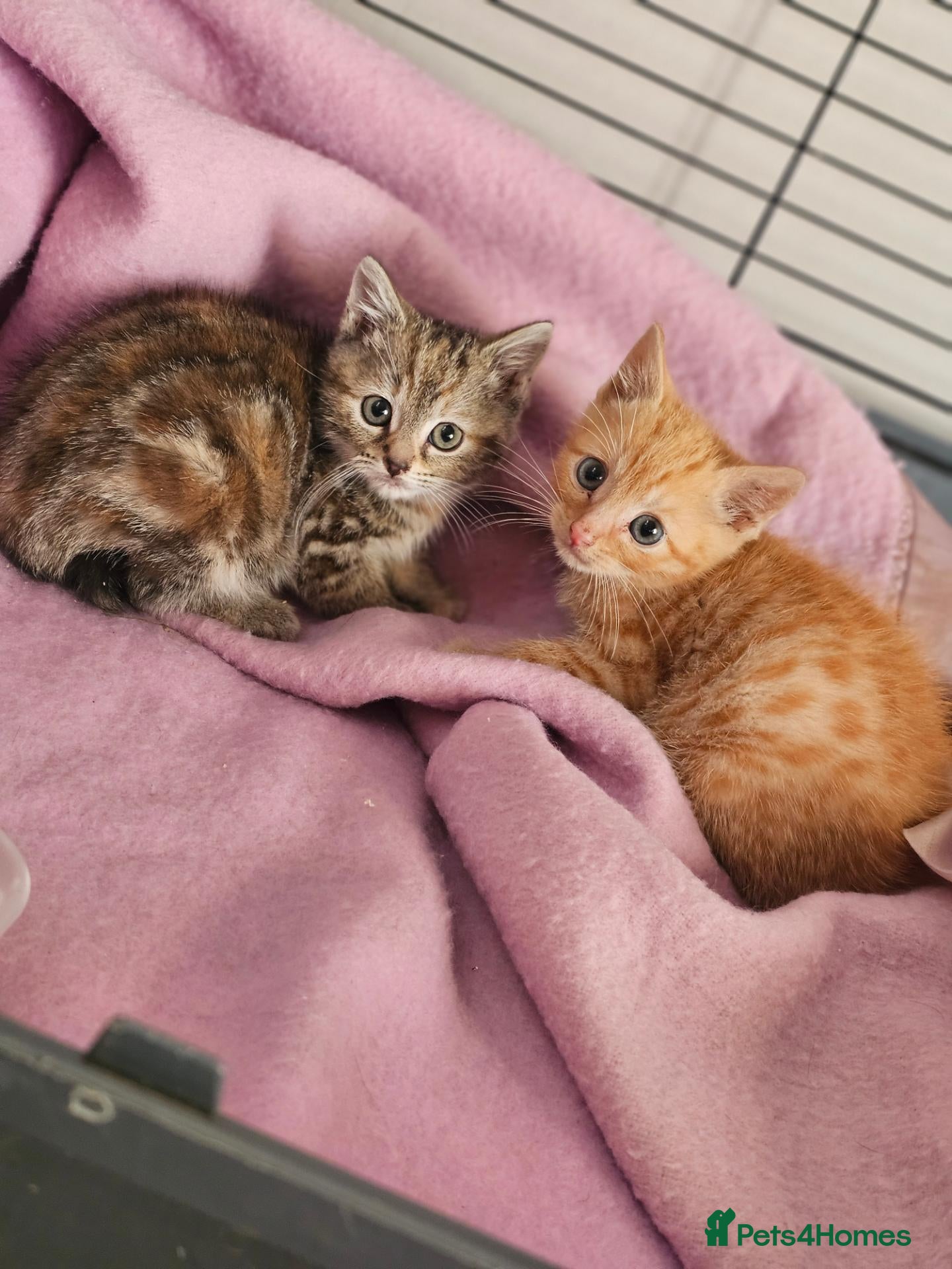 Mixed Breed cats Stunning kittens  - Advert 4