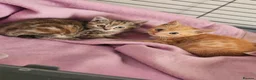 Mixed Breed cats for sale: Stunning kittens  - Advert 1