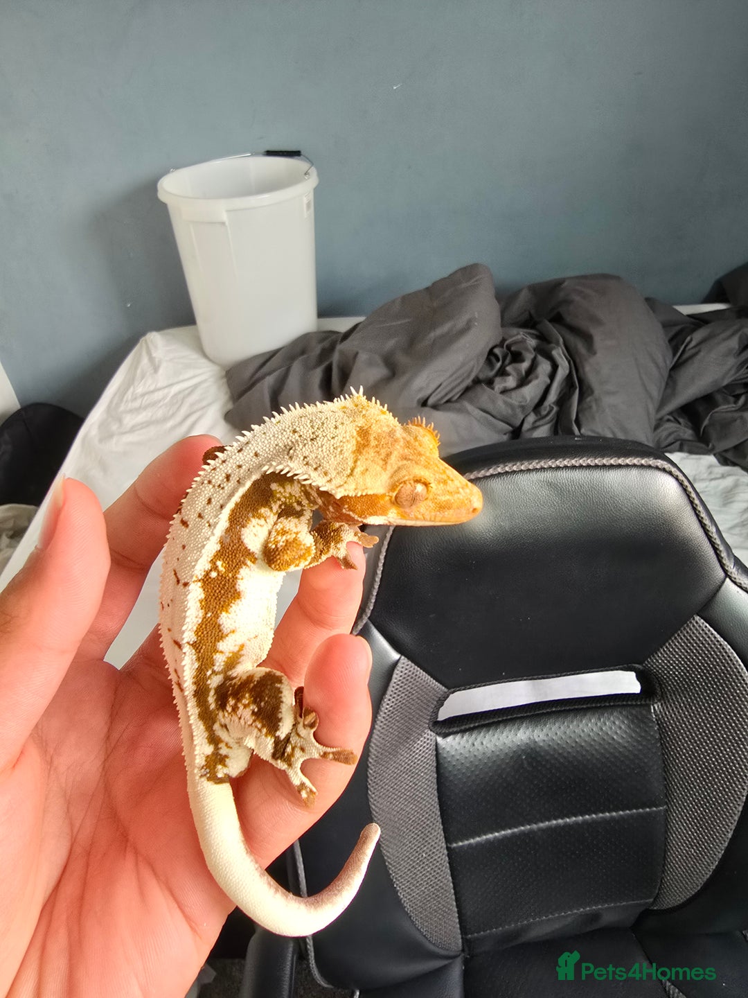 Gecko reptiles for sale: Fully functional Paladarium - Image 10