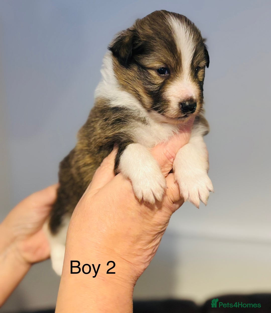 Shetland Sheepdog dogs for sale: Beautiful Shetland sheepdog puppies  - Advert 4