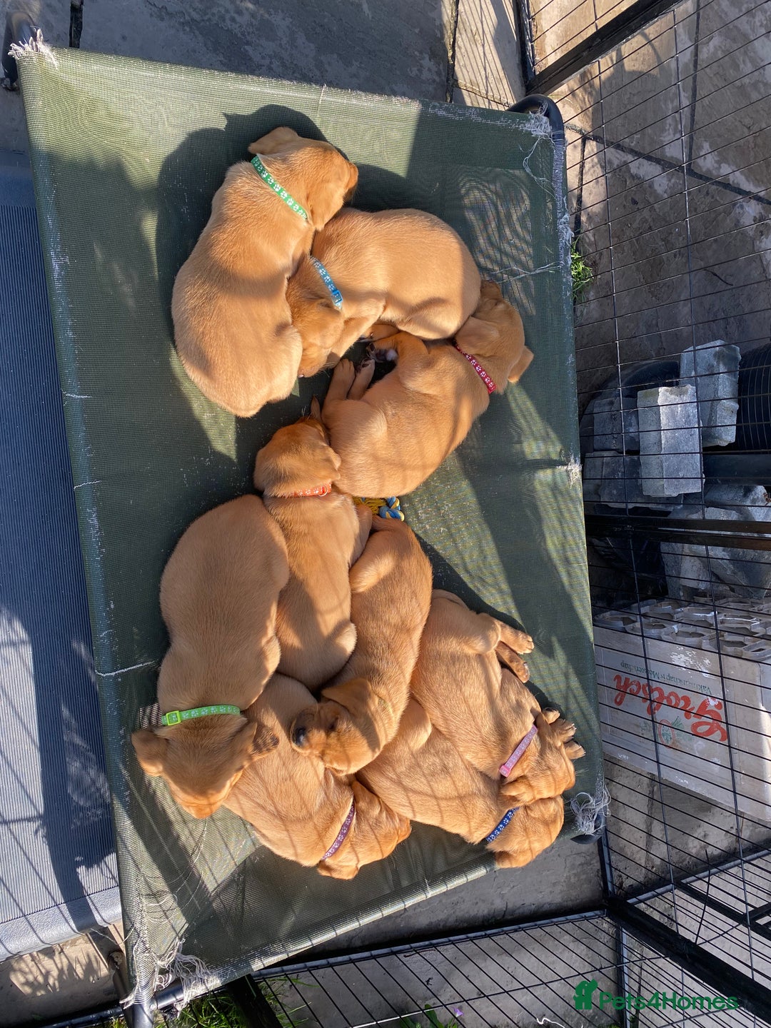 Labrador Retriever dogs for sale: Fox Red Labrador Puppies  - Image 14