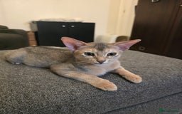 Abyssinian cats for sale: Abyssinian kittens for sale ! Just one boy left - Image 16